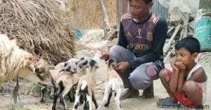 একসঙ্গে ৫টি বাচ্চা জন্ম দিলো ভেড়া