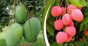 নাটোরে আম লিচু আহরণের সময়সীমা নির্ধারণ